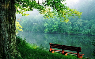 brown wooden bench, nature, landscape
