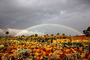 plants and flowers under rainbow during daytime