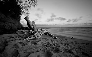 gray driftwood, monochrome, beach, sea