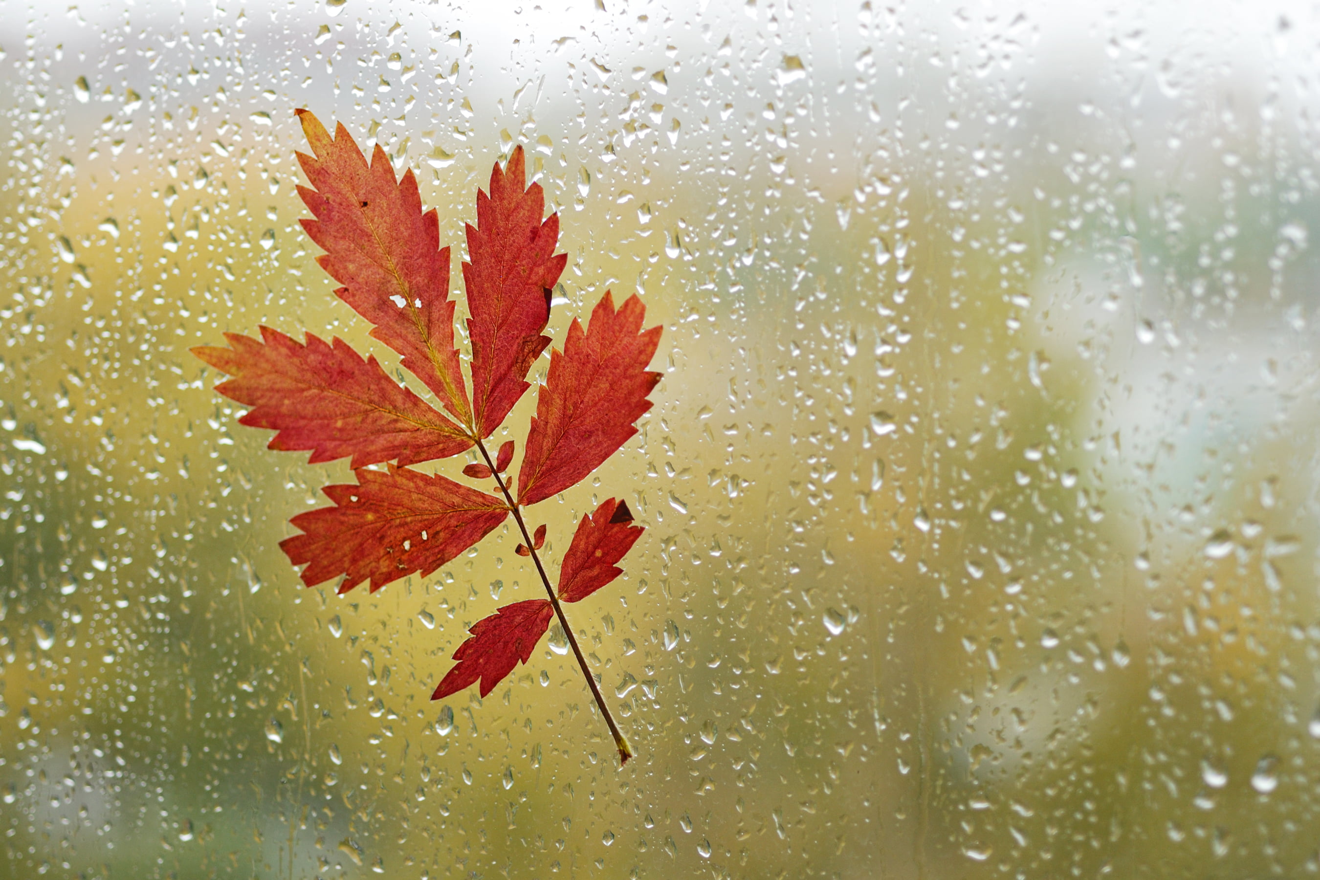 Осенние дождики вовсе не похожи впр 6. Осень дождь. Осень дождь листья. Осень листья на стекле. Осенние капли дождя.