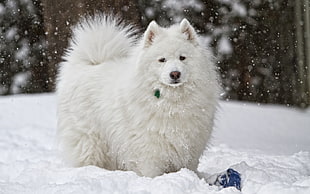 adult white Samoyed on snow field during daytime close-up photography