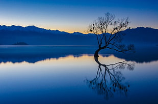 perching birds on tree on body of water wallpaper, nature, landscape, calm, blue