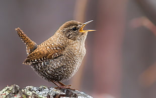 gray and brown bird perching on brown surface, winter wren