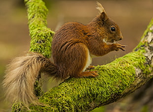 brown squirrel on tree trunk, red squirrel