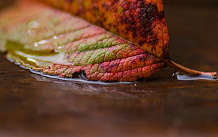 red and green leaf HD wallpaper
