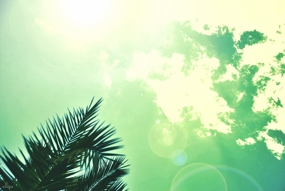 clear sky, palm trees, sky, clouds, sunlight HD wallpaper