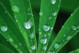 water droplets on green leaves HD wallpaper