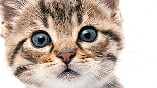brown tabby kitten HD wallpaper