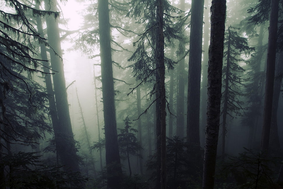stand of trees, mist, forest HD wallpaper