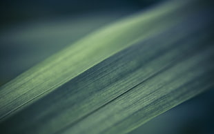 nature, macro HD wallpaper