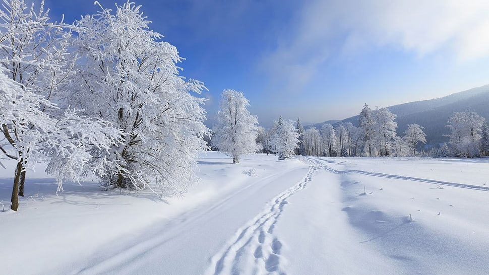 white and blue floral textile, winter, trees HD wallpaper