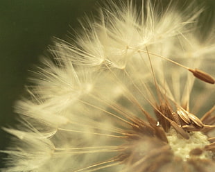 dandelion in macro photography