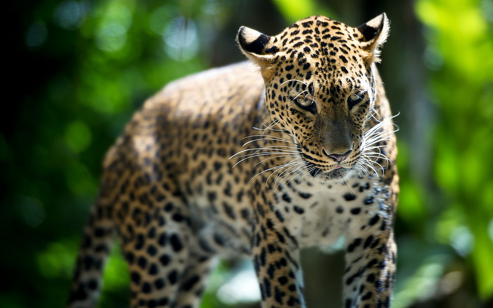 selective focus photo of cheetah HD wallpaper