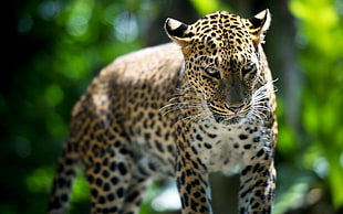 selective focus photo of cheetah