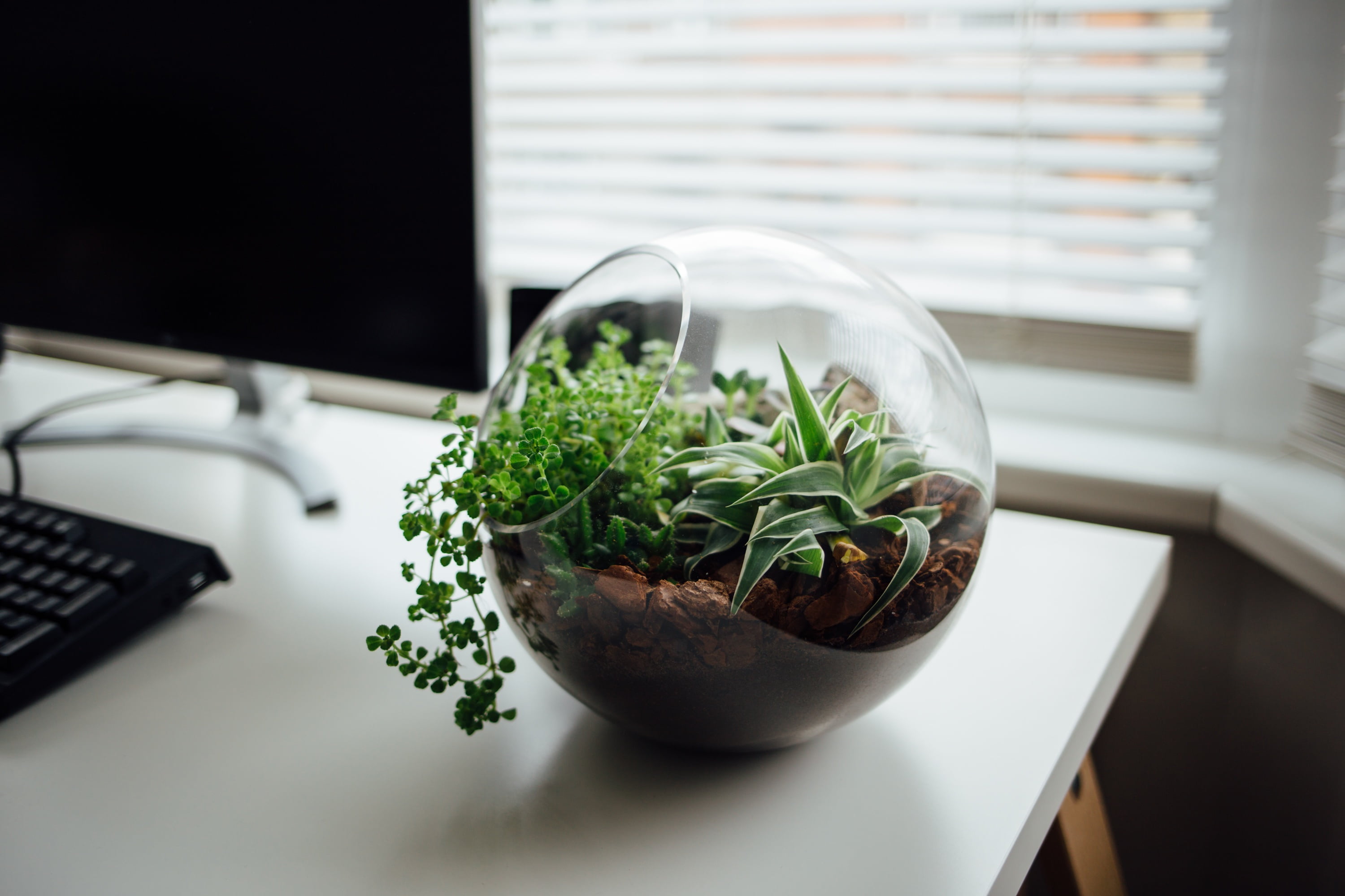 clear glass terrarium bowl, ornamented, table, desk, monitor