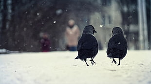 two black birds, snow, birds, crow