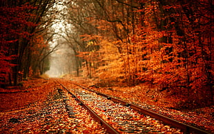 photo of railway surrounded by orange petaled trees