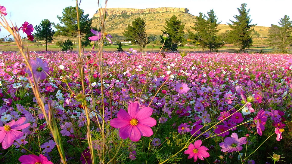 purple and pink Cosmos flower field at daytime HD wallpaper