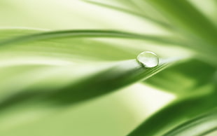 macro photography of water drop on green leaf HD wallpaper