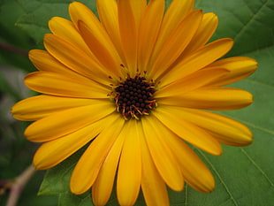 yellow Osteospermum flower in bloom close-up photo