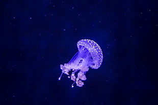 jellyfish with blue background photo