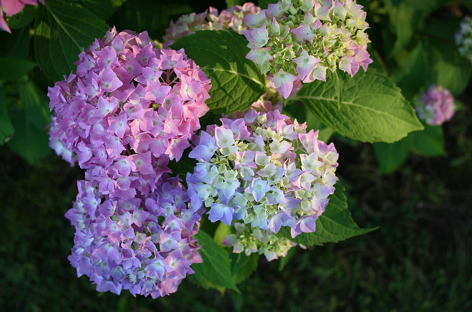 macro shot of purple and white flowers HD wallpaper