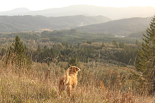 medium short-coated tan dog, dog, rear view, landscape, pine trees