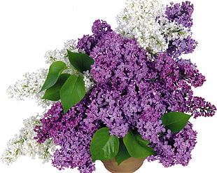 purple and white Lilacs closeup photography