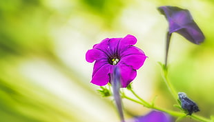 purple flower in macro shot photography, pansy HD wallpaper