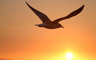 white seagull, nature HD wallpaper