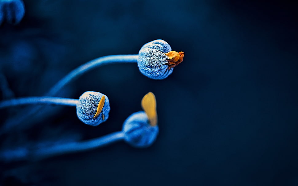 three sea grass underwater HD wallpaper