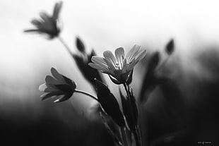grayscale photo of petaled flowers