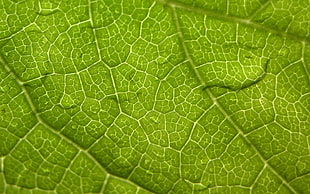 micro photography of green leaf HD wallpaper