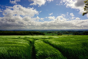 green grass field and cloudy sky photo HD wallpaper