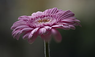 macro photography of pink flower, gerbera HD wallpaper