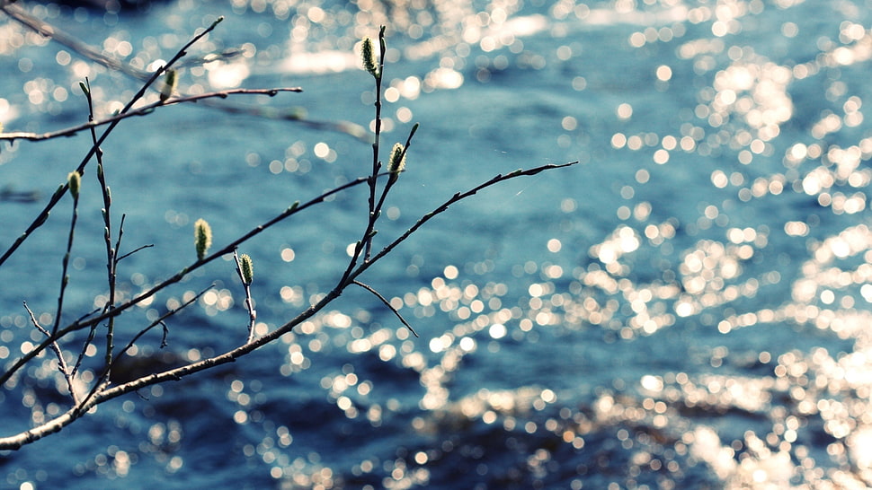 bare tree with ocean background photo HD wallpaper