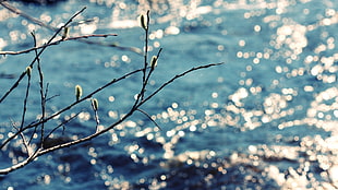 bare tree with ocean background photo