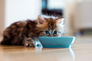 brown tabby kitten drinking on teal bowl