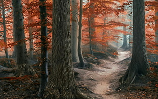 autumn trees wallpaper, nature, photography, landscape, forest HD wallpaper