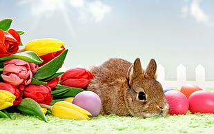 brown bunny, tulips, flowers, rabbits, eggs HD wallpaper