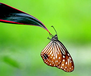 brown and white butterfly perched on green plant leaf in selective focus photography, burma, rakhine, arakan