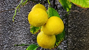 four round yellow fruits