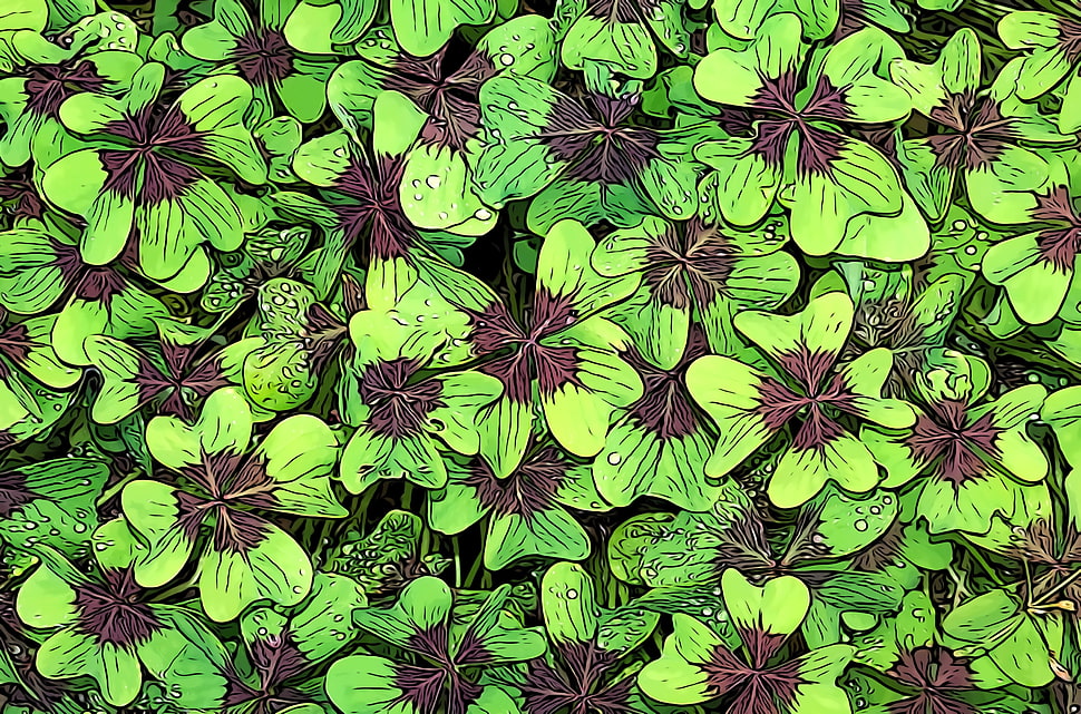 green plants, Clover, Leaves, Art HD wallpaper