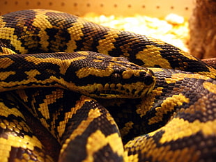 closeup photo of yellow and black snake