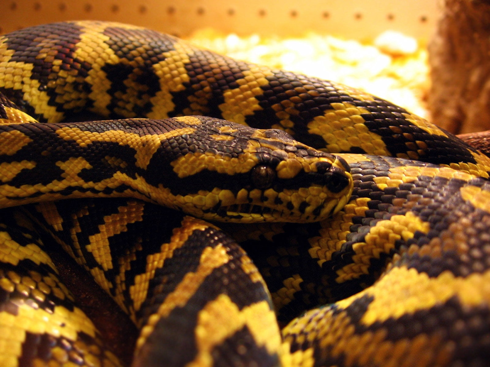closeup photo of yellow and black snake