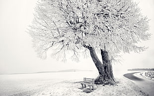 white and black abstract painting, landscape, nature, winter, bench