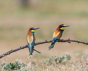 two brown-and-green birds perching on branch on grass during daytime, bee-eaters