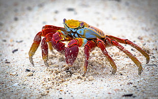 red and yellow crab, nature, landscape, animals, crabs