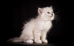 white Persian kitten HD wallpaper