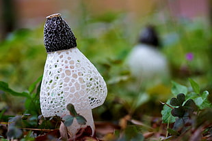selective focus photography of white and black mushroom
